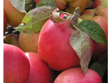 42966 1 jablon prima