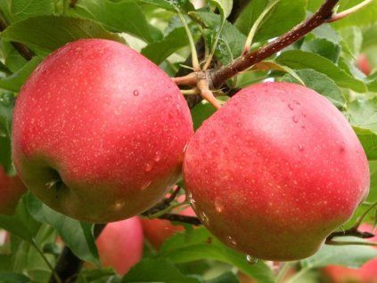 43311 jablon sampion