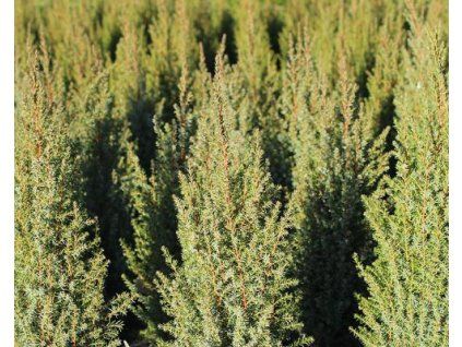 43851 1 Gemeiner Wacholder Compressa