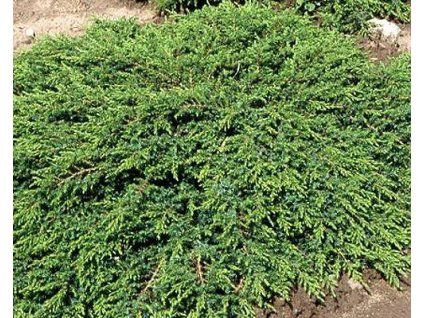 43857 1 Wacholder Grüner Teppich