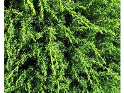 43869 1 Wacholderbeere Meyer