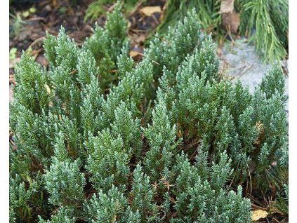 43893 1 Wacholder liegend Blauer Wald