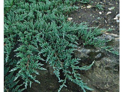 43911 1 Juniperus horizontalis glauca