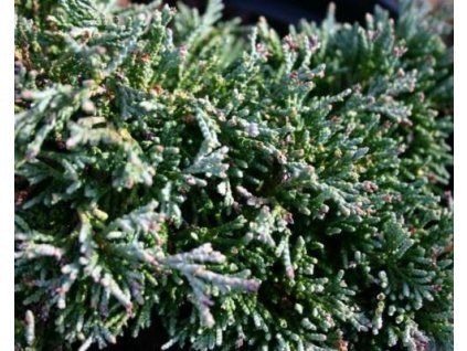 43926 1 Wacholder liegend Eisblau