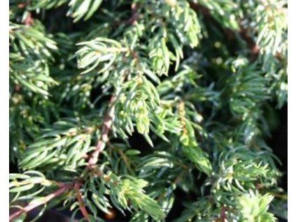 43944 1 Juniperus horizontalis Repanda