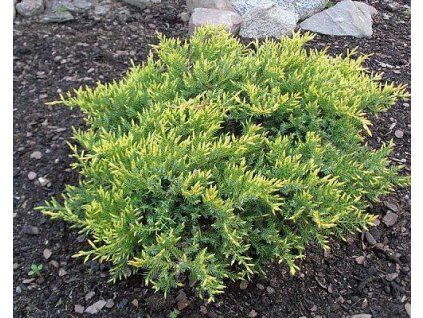 44016 1 Wacholder liegend Holger