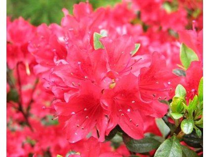 Japanische Azalee 'Enzett' (Containerware C1)