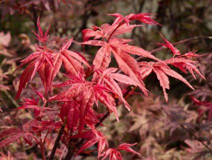 Acer Corallinum