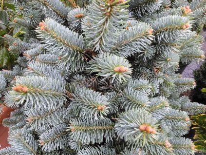 Abies lasiocarpa 'Compacta' (1)