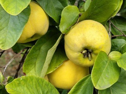 45285 kdoulon kansenko