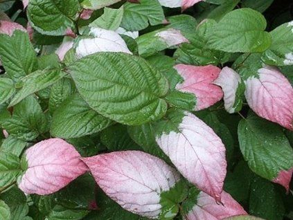 45573 2 kiwi dr szymanowski