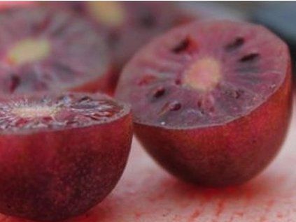 Kiwi 'Purpurna Sadowa' (Balení kontejner C2)