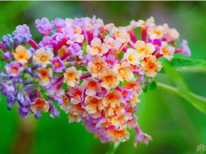 45897 7 flower