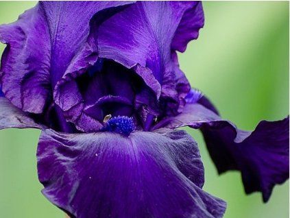 blaue Iris