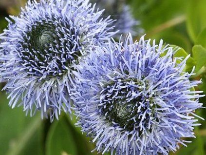 koulenka te�kovan�