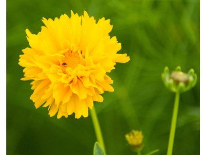 coreopsis early sunrise