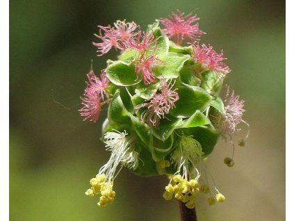 47058 1 kleiner Rabe