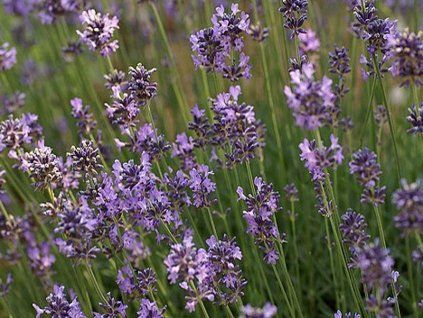 medizinischer Lavendel