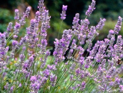 Lavendel