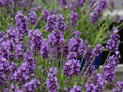 Lavandula angustifolia Hidcote2