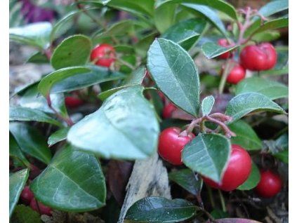 Kriechende Scheinbeere (Container C1)