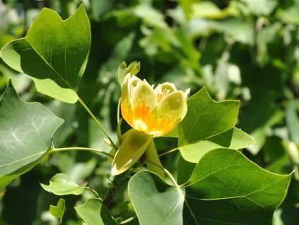 Tulpenblättriger Liriodendron