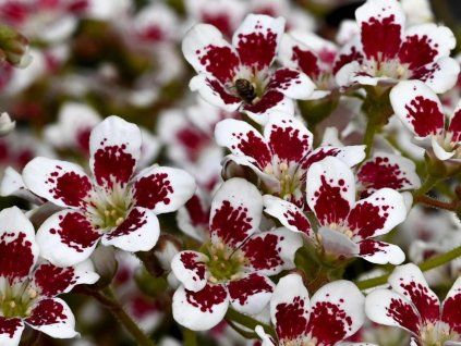 saxifraga southside seedling