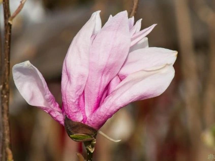 Magnolia Betty