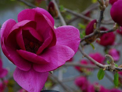 black tulip2