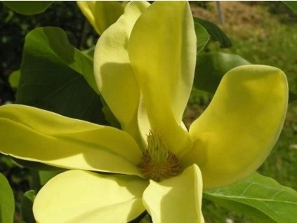 50295 1 Magnolie Daphne