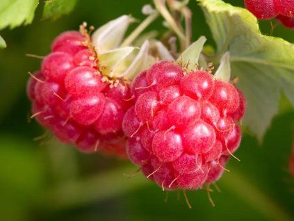 50574 1 malinik glen ample