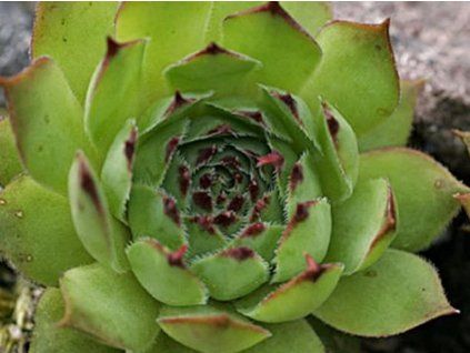 net�esk st�e�n�