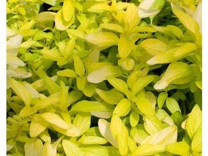 54000 1 oregano zlate