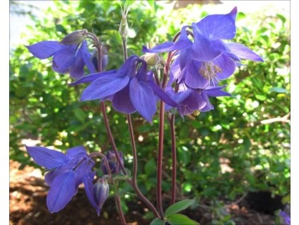 54033 1 Alpiner Adler