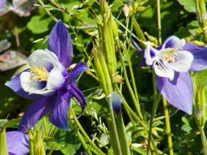 Aquilegia caerulea 'Spring Magic Blue and White'