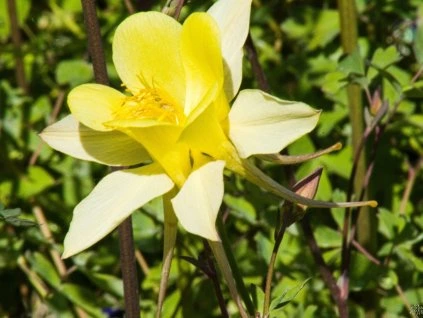 Aquilegia Magic Yellow (1)