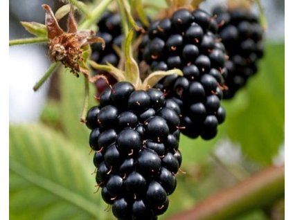 54477 1 Apache Blackberry