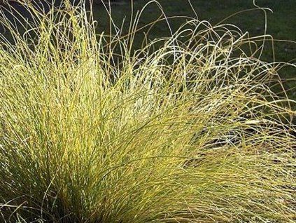 ost�ice chocholat�