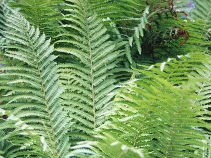 55275 1 perovnik pstrosi matteuccia struthiopteris