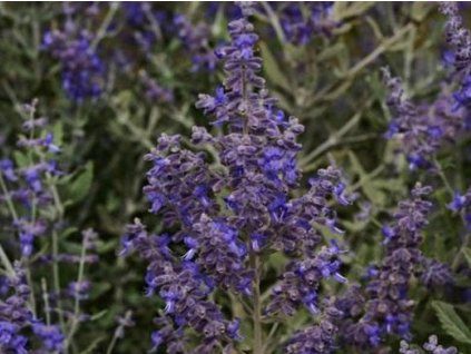 rusian sage