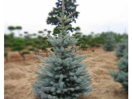 55362 1 Picea pungens Edith