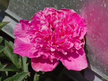 Paeonia Amabilis
