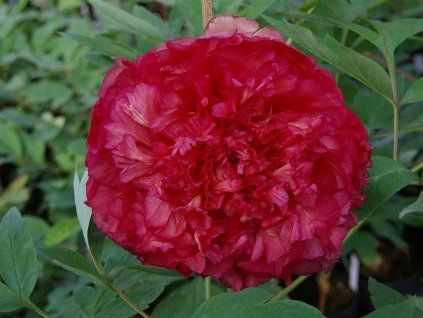 Satin Rouge,, (Large)