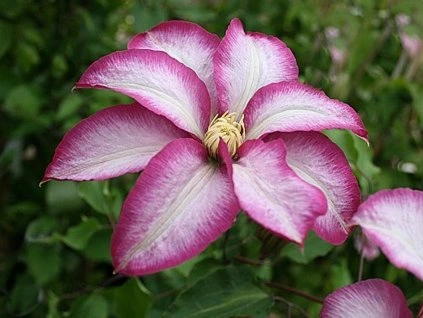 55680 3 plamenek betty risdon