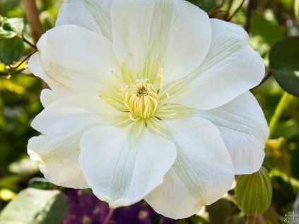 55692 plamenek guernsey cream