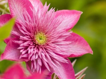 55707 plamenek kaiser