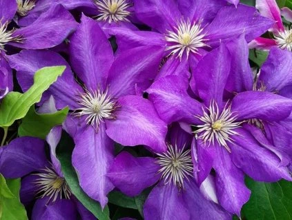 Clematis Lady Betty Bolfour 3