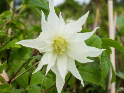 55722 1 plamenek lemon dream