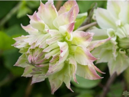 55731 plamenek midori