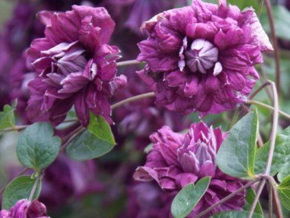 purpurea plena